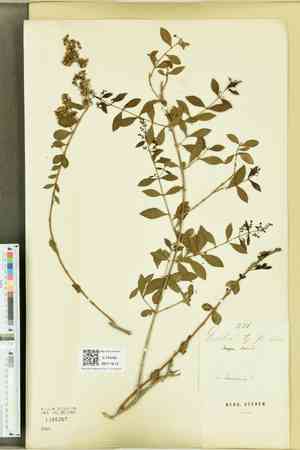 Lawsonia (Lawsonia)(Lawsonia)
