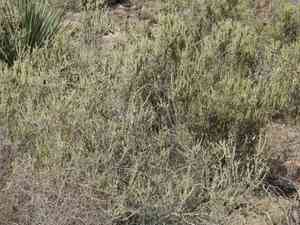 Sand paper bush (Mortonia)(Mortonia)