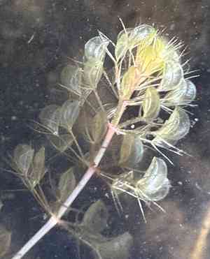 Aldrovanda (Aldrovanda)(Aldrovanda)