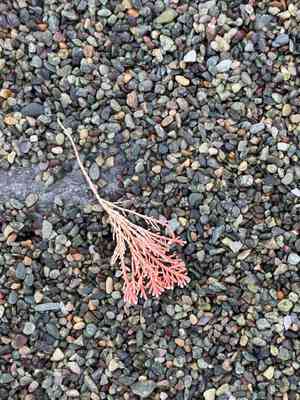 Red algae (Rhodophyta)(Rhodophyta)