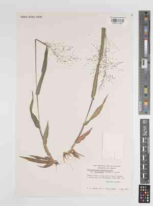 Roundseed panicgrass(Panicum polyanthes)