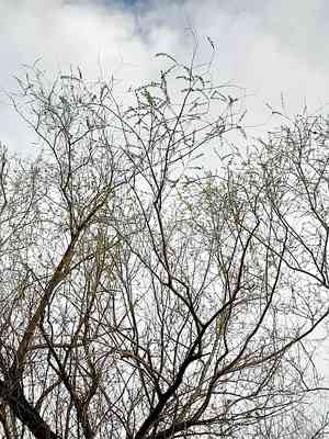 Crack willow(Salix fragilis)