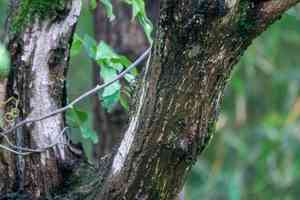Japanese hornbeam(Carpinus japonica)