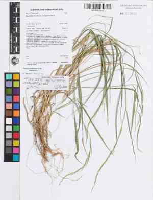 Blue lawngrass(Garnotia stricta)