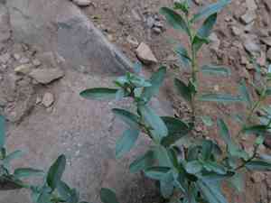 Olympic mountain aster(Eucephalus paucicapitatus)