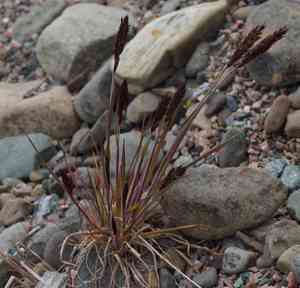 Spiked oatgrass(Trisetum spicatum)