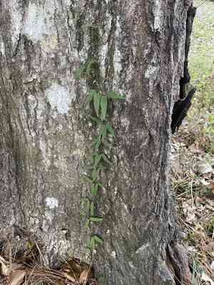 Bignonia (Bignonia)(Bignonia)