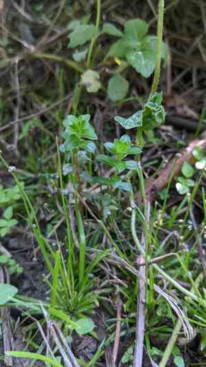 Indian toothcup(Rotala indica)