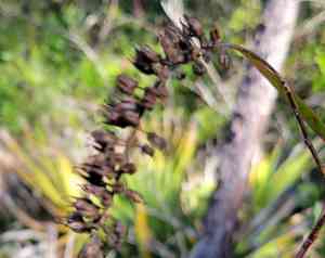 Sweetspire (Itea)(Itea)