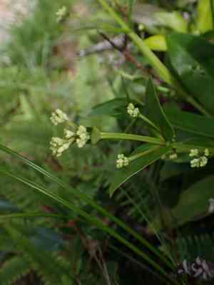 Starviolets (Hedyotis)(Hedyotis)
