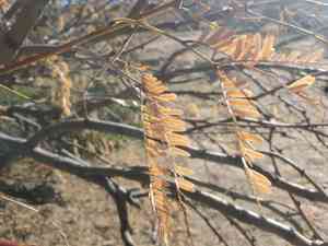 Velvet mesquite(Prosopis velutina)