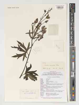 Chinese aconite(Aconitum carmichaelii)