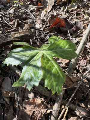 Mayapple (Podophyllum)(Podophyllum)