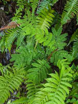 Falcataria (Falcataria)(Falcataria)