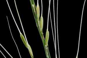 Brown-beard rice(Oryza rufipogon)