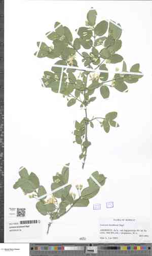 Blue-leaf honeysuckle(Lonicera korolkowii)