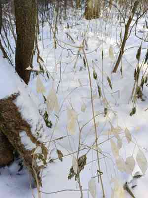Honesties (Lunaria)(Lunaria)