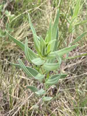 Baby's-breath (Gypsophila)(Gypsophila)
