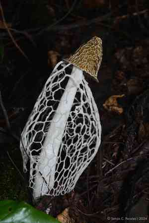 Bridal veil stinkhorn(Phallus indusiatus)
