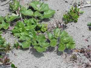 Beach Silvertop (Glehnia)(Glehnia)