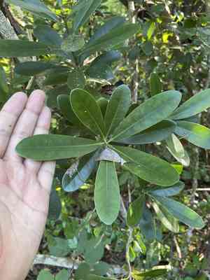 Wild cinnamon (Canella)(Canella)