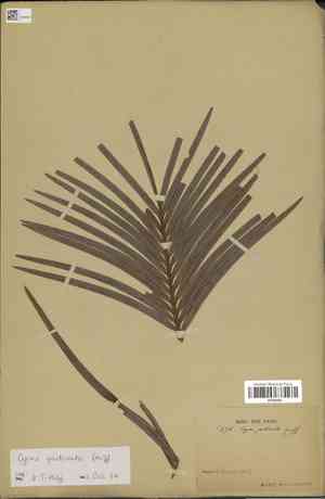Cycas pectinata(Cycas pectinata)