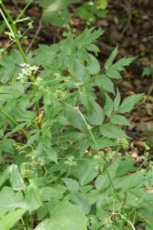 East asian ostericum(Ostericum sieboldii)