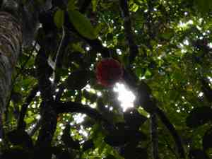 Kadsura coccinea(Kadsura coccinea)