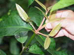 Saptrees (Garcinia)(Garcinia)