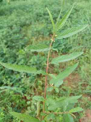 Corchorus (Corchorus)(Corchorus)