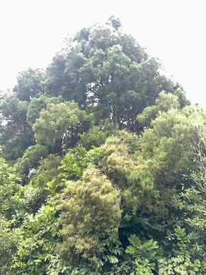 Dacrycarpus (Dacrycarpus)(Dacrycarpus)