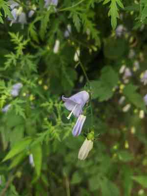 Adenophora potaninii(Adenophora potaninii)