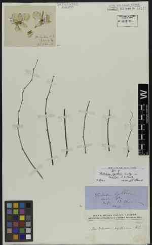 Cooktown orchid(Dendrobium bigibbum)