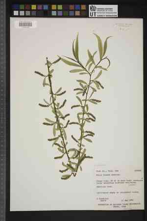 Wisconsin weeping willow(Salix blanda)