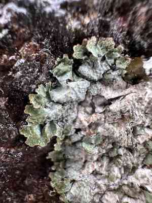 Salted shield lichen(Parmelia saxatilis)