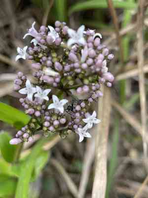 Starviolets (Hedyotis)(Hedyotis)