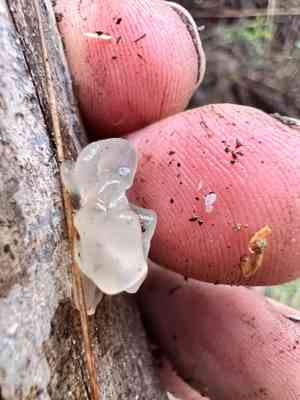 Snow fungus(Tremella fuciformis)