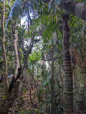 Cycas (Cycas)(Cycas)