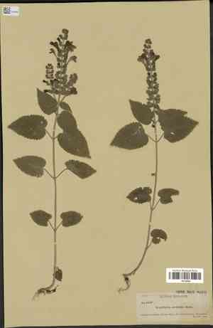 Scutellaria cordifolia(Scutellaria cordifolia)