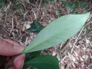 Garcinia(Garcinia multiflora)
