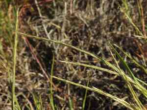 Fragile oats (Gaudinia)(Gaudinia)