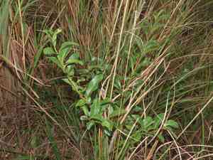 Sweetspire (Itea)(Itea)