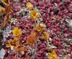 Diapensia (Diapensia)(Diapensia)
