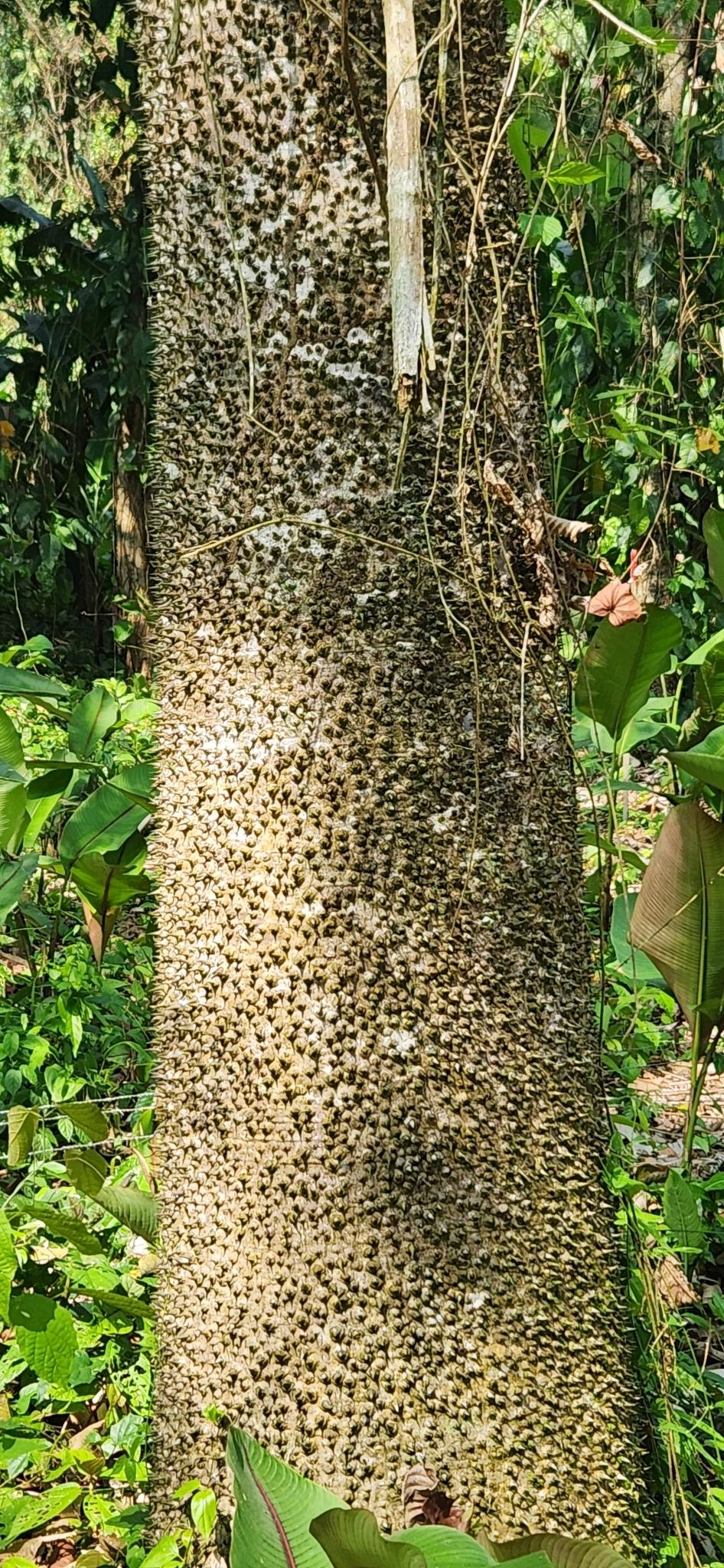 Sandbox trees (Hura) (Hura) Care Guide: Pests, Diseases, Watering ...