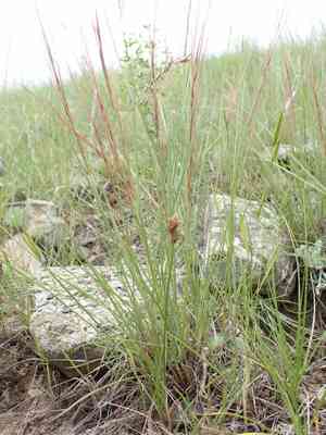 Aristida longiseta(Aristida longiseta)