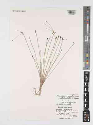 Spikerush(Eleocharis congesta)