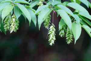 Japanese hornbeam(Carpinus japonica)