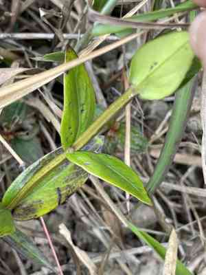 Starviolets (Hedyotis)(Hedyotis)