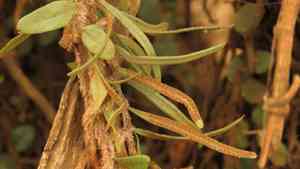 Snakeferns (Microgramma)(Microgramma)