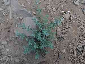 Olympic mountain aster(Eucephalus paucicapitatus)